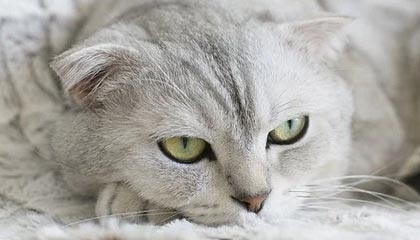 乐鱼leyu-曼联出局罪不在索帅？球迷们已经不看好他留任